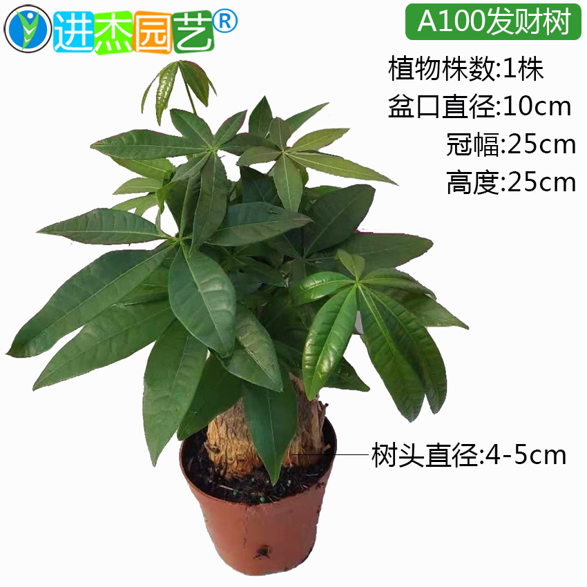 100发财树