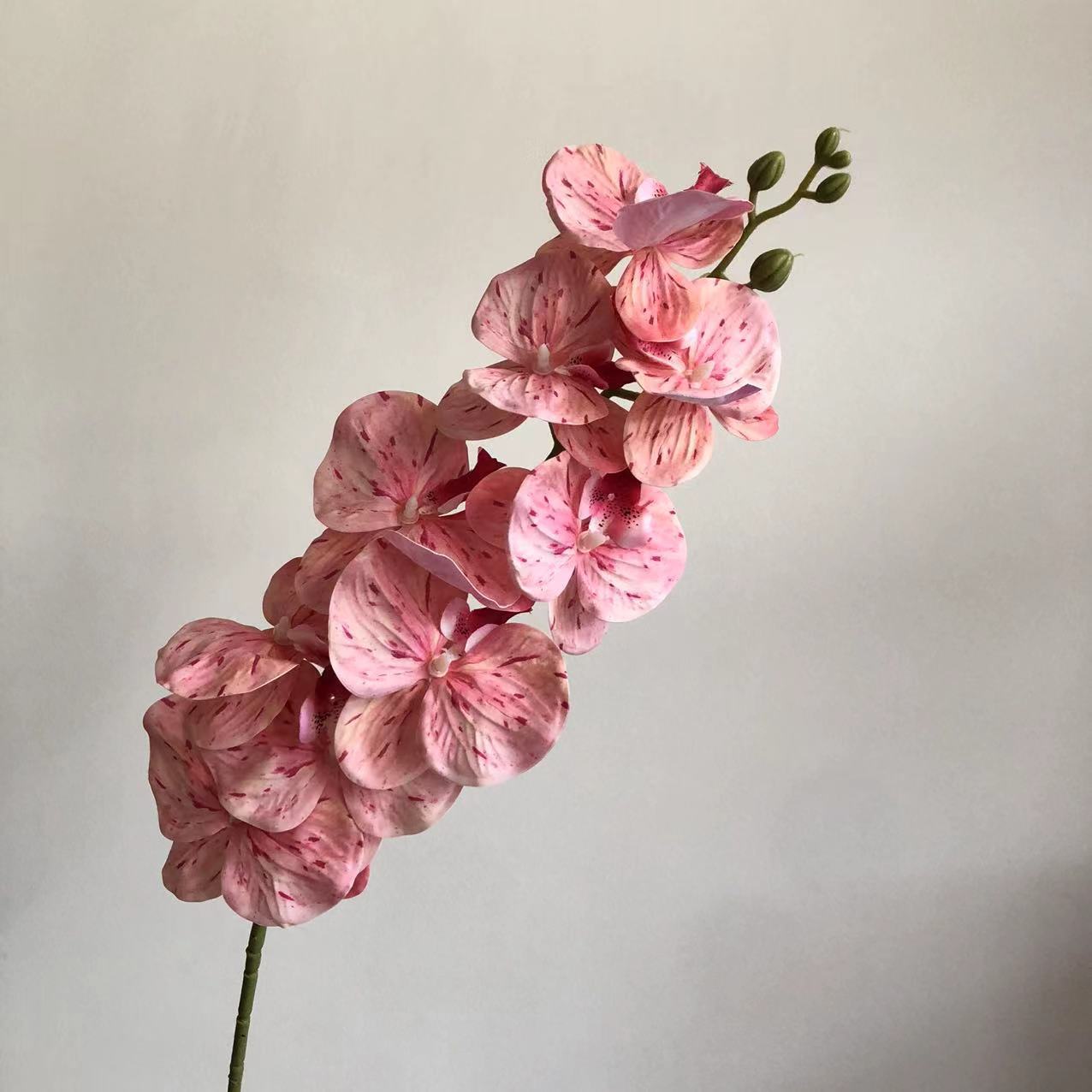 핑크 뷰티