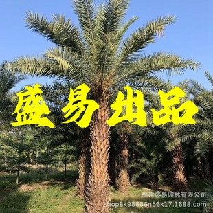 Fujian Middle East Sea Date Base Hubei Middle East Sea Date Tree Zhejiang Silver Sea Date Wholesale Yunnan Middle East Sea Date