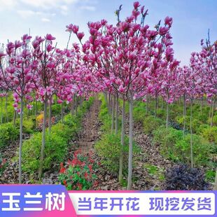�e��ͥԺ�е��G���_������ľ���m�������Ե��Լ޽Ӽt�����S���m