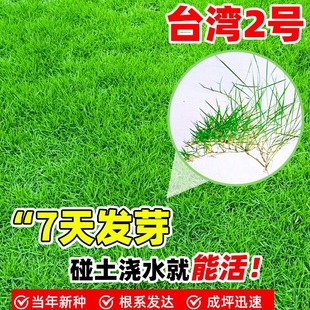 Sijiqing Seeds Taiwan No. 2 Grass Seeds Lawn Seeds Brome Dwarf Taiwan Grass Seeds Taiwan Green Grass Seeds