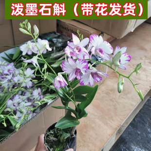 ��īʯ���m�����m������ʯ���������������ļ��_������ζ�^��ֲ��