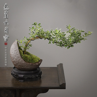 June Snow Bonsai Cliff Tea Table Zen Indoor Window Sill Small Green Plant Office Coffee Table Decoration Desktop Potted Plant