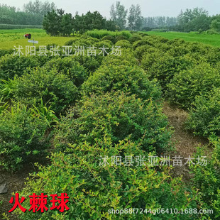 ��ľ�������l���򻨹�ľ�h��ֲ������ľ����ͥԺ�^�p�Gֲ�ͺ�