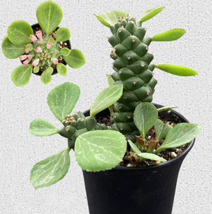 ��܊�w��꪿� ���������|ֲ�������� ����5-8cm