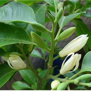 A generation of white orchid potted flowers four seasons yellow horn orchid magnolia flower sapling strong flavor old pile with bud
