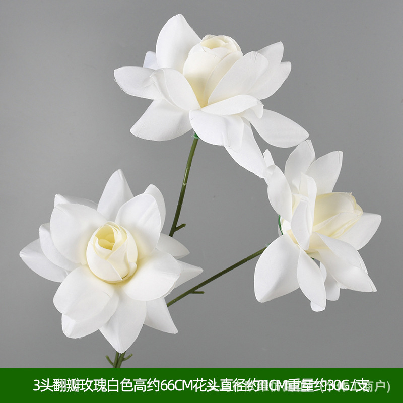 情人玫白色
