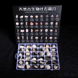 古生物化石盒三叶虫植物鱼虫琥珀石头儿童礼物岩石标本石头宝石