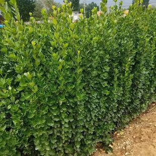 Wholesale of Hokkaido Boxwood 30- 3m Hokkaido Boxwood Hedges of Various Specifications Hokkaido Boxwood Seedlings