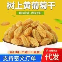 【代发】水洗树上黄葡萄干批发500g 新疆特产黄提子蜜饯葡萄干