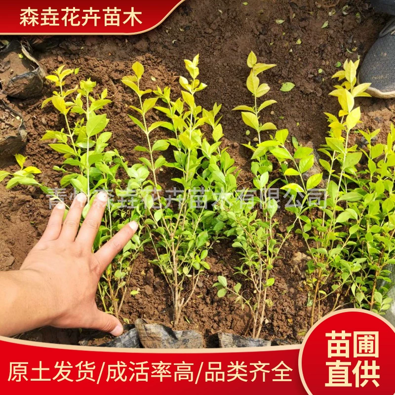 Саженец лигуструма с золотыми листьями в горшке, двор, общественная живая изгородь, проект по зеленению, базовый цветной блок Шаньдуна, саженец лигуструма с золотыми листьями