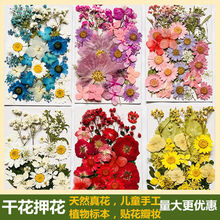 干花压花混合材料包贴脸妆押花压花包真花植物标本速卖通亚马逊