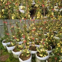 红木香花苗四季开花爬藤植物浓香型特大苗甜蜜黄木香盆栽 清香型