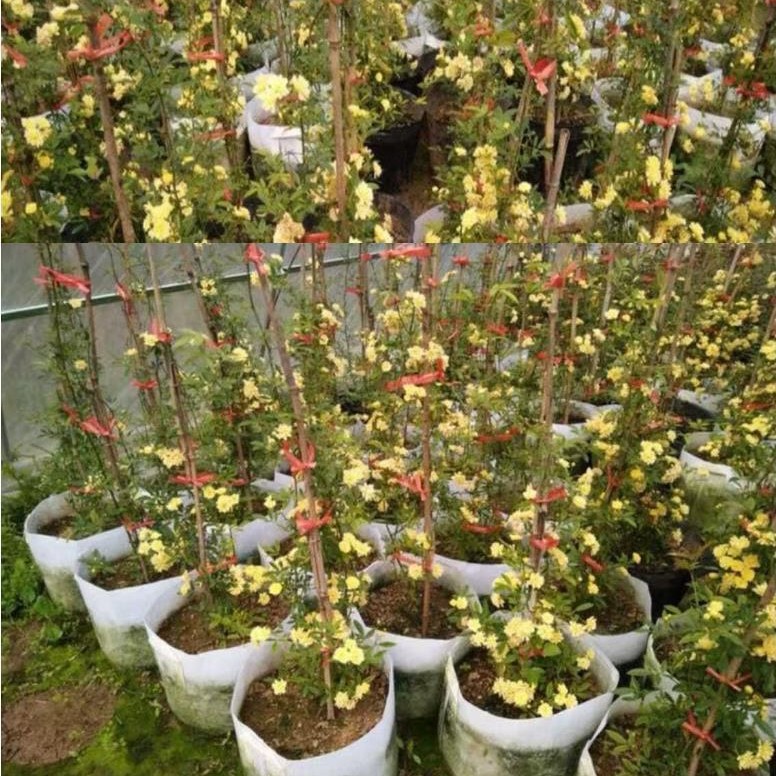 红木香花苗四季开花爬藤植物浓香型特大苗甜蜜黄木香盆栽 清香型
