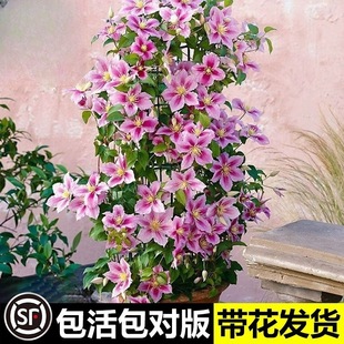 �F��ɏ���а������҃��̨����ֲ��ͥԺ���@�ٱ������ͺ����B����