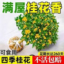 月阳台浓香金桂盆栽新品四季桂桂花月桂树苗庭院丹桂