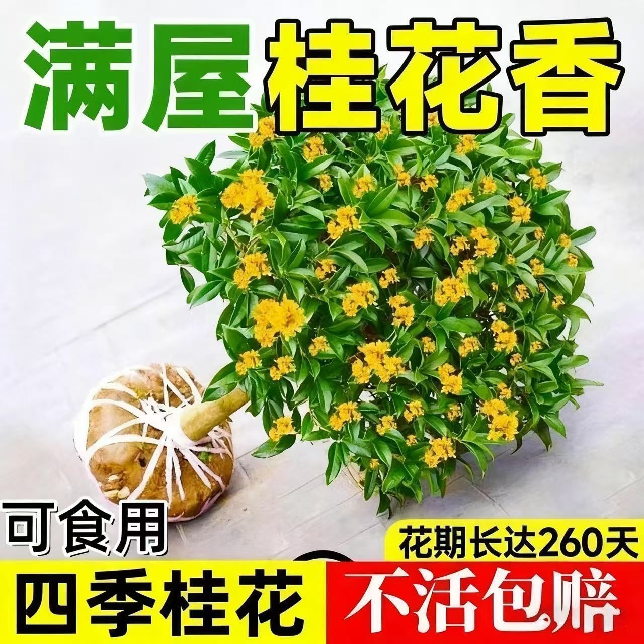 月阳台浓香金桂盆栽新品四季桂桂花月桂树苗庭院丹桂