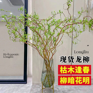 Dragon Willow Fresh Branch Flower Arrangement Living Room Hydroponic Plant Florals Indoor Florals Easy to Grow in All Seasons Water-Raised Dry Branches Snow Willow