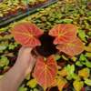 [Direct supply of the base] Net Red -green potted potted flower home flowers 110#Red Golden Chanchen Leaf Taro