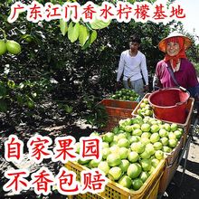 正宗广东江门台山香水柠檬基地商用苦瓜皮鲜果无籽奶茶店专用薄皮