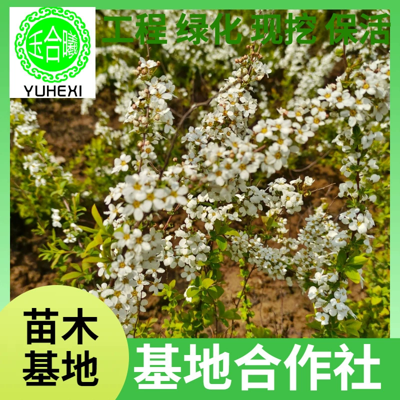 Сухие ветви снежной ивы цветут при воздействии воды, растения, выращенные в воде, снежная ива оптом онлайн, ива, ландшафтный дизайн с множеством веток, гидропоника.