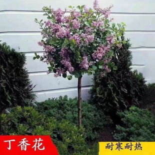 Lilac Saplings, Cold-Resistant and Heat-Resistant Courtyard Flowering Ground Plants, Flower Seedlings, Engineering Greening Seedlings, Potted Plants in All Seasons