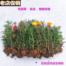 【带根带土】太阳花苗混色重瓣盆栽花四季开花室外阳台庭院盆栽花