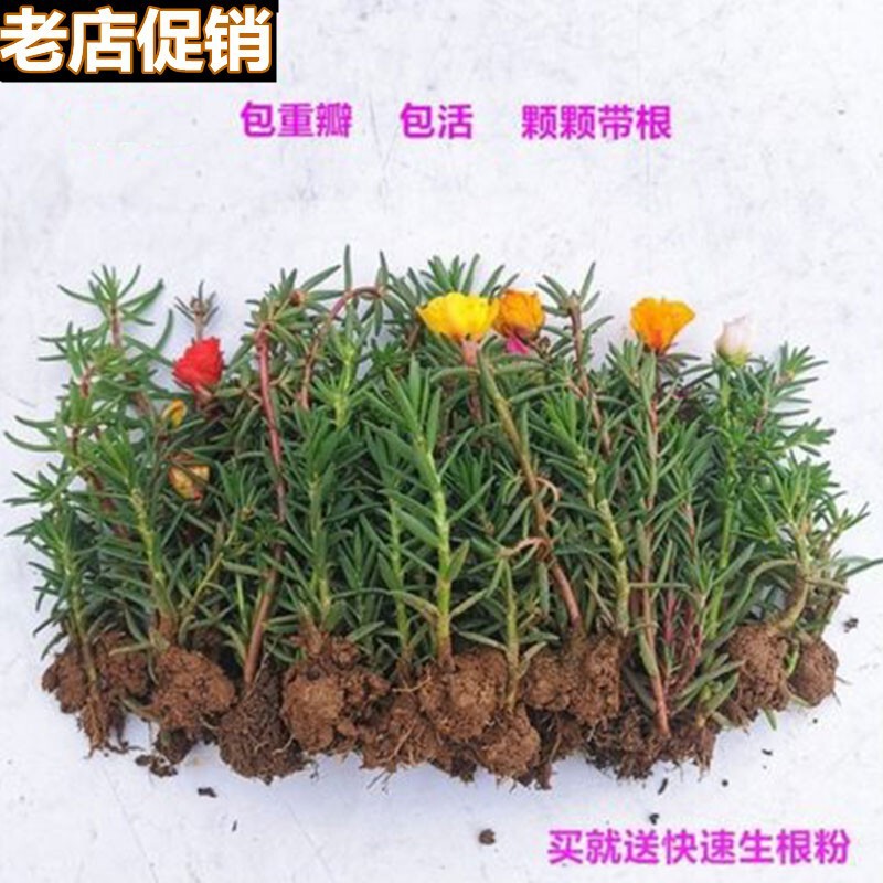 [with Roots and Soil] Sunflower Seedlings Mixed Color Double-Petal Potted Flowers Blooming in All Seasons Outdoor Balcony Courtyard Potted Flowers