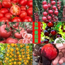 蔬菜苗高產水果西紅柿秧苗聖女果千禧番茄黃金聖女果黑珍珠番茄