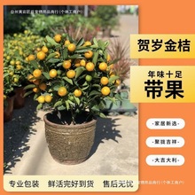 ��ۘ�����������С��ێ����҃ȿ͏d�k����������۰lؔ���f���