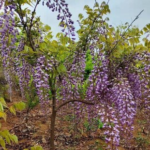 Wisteria Tree 2cm 3cm Wisteria Saplings with Many Flowers, Climbing Florals for Beautifying Gardens and Villas, Free Shipping