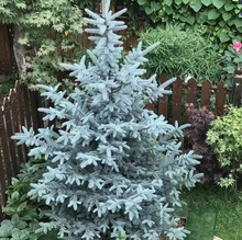 美国蓝杉树苗科罗拉多耐热耐寒圣诞树针叶常青树庭院别墅花镜植物