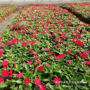 Potted Qingzhou Seedling Base Impatiens African Impatiens Flower