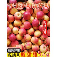 东北海棠果新鲜沙果现摘k9小苹果当季酸甜脆孕妇应季水果5斤整箱