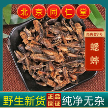 野山蟋蟀蟋蟀干蛐蛐夜鸣虫将军虫秋虫将军干蟋蟀干多规格真货好货