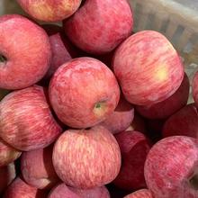 洛川蘋果陝西新果延安紅富士冰糖心產地直銷蘋果新鮮水果