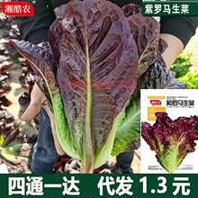 �Ͽ�ȸ�˷N�����_�R����һ���ļ��N�����������˷N�Ӵ�ȫ�߲˷N��