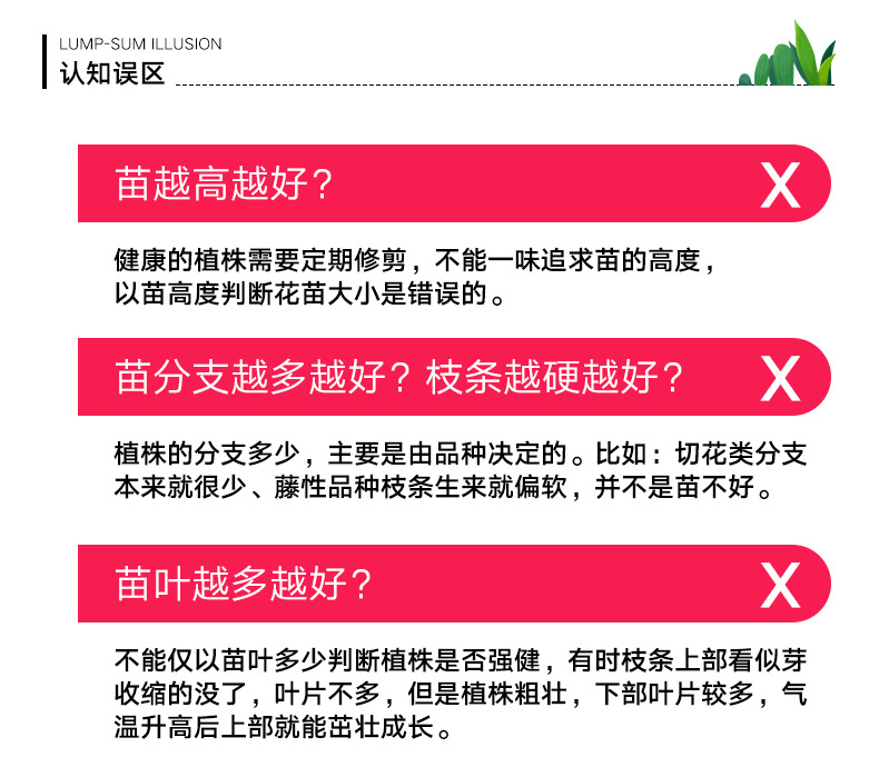 帮手描述图:果汁阳台月季盆栽花苗微型大花果香味丰花抗病新手易