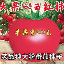 大果大粉种子大全168西红柿孑番茄柿子种籽原装种子大全批发代发