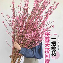 ����ˮ��t÷���һ����֦�������r���҃Ȼ���ѩ���������B�Gֲ��