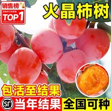 柿子苗树苗嫁接果树苗南北方种植地栽火晶柿脆甜柿子树苗当年结果