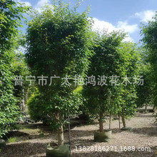 广东普宁艳鸿波花木金叶垂榕苗木行道庭院园林景观绿化苗场榕树苗