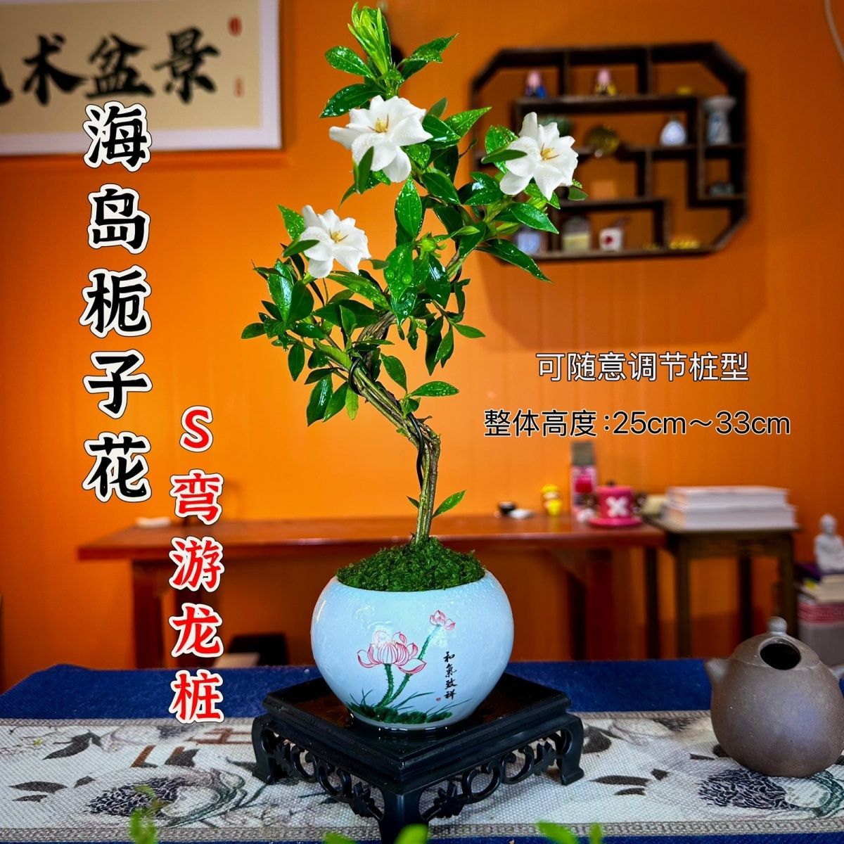 熟桩海岛栀子花四季盆栽植物室内好养易活带盆小景观开花阳台