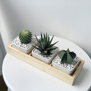 Green Forest Scandinavian Style Ceramic Pot Cactus Cactus Small Potted Office Desk Desktop Radiation-Proof Green Plant