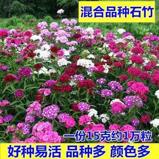 ���ʯ�������ԚWʯ�񻨷N�tɫ�ذ�ͥԺ�������N�����ļ��N��