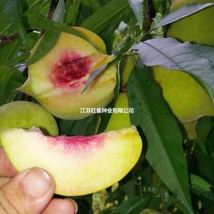 �Ҙ����޽ӵ�����Ʒ�N�Ҙ����Ϸ������Nֲ�������ˮ������