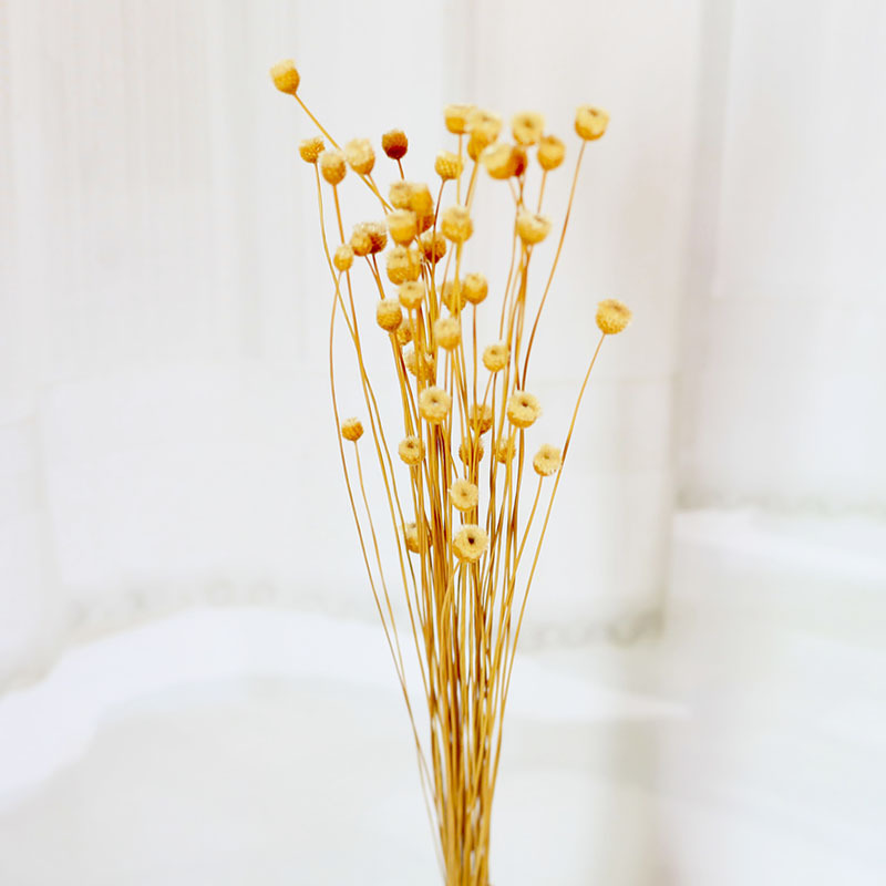 Flor seca Flor eterna Gypsophila Bola de oro No me olvides Flor seca Rosa hoja de eucalipto Pine Fruit Lover Grass al por mayor