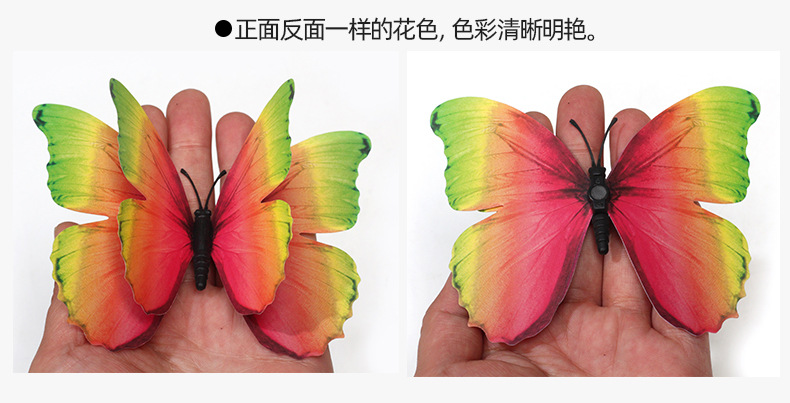 12只彩虹套装蝴蝶详情_05