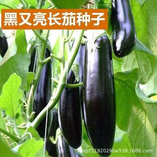 �������L�ѷN���ļ����쿹���S�a����ͥԺ�ѷN�Ӿ������߲˷N����