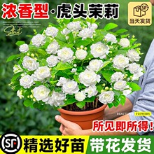 ���U���^���������Ի��ڎ��������Ϙ����������ܾGֲ���҃Ⱥ��B